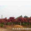 批發紅楓 園林彩葉綠化苗木 美國紅楓 秋火焰紅楓樹苗