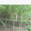 批發供應垂柳樹 5/6/8/10公分根系發達 綠化苗木成活率高