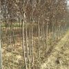 豐品苗木紅葉李子樹基地直銷批發規格全基地工程綠化道路綠化