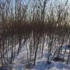 豐品苗木北欒樹基地直銷批發 北欒規格全 基地工程綠化道路綠化
