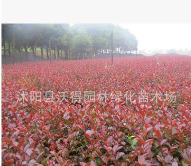 綠化苗木 彩葉喬木 新品種美國三紅紫薇 紅葉紫薇苗