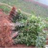 常年供應 桂花小苗 四季桂小苗 園林種植占地用苗
