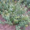 供應 綠化苗木 喬木 工程園林苗圃苗木 雞爪槭 雞爪楓小苗量大