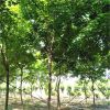 基地直銷觀賞樹五角楓 現挖現賣帶球發(fā)貨園林庭院綠化五角楓