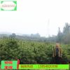 現貨1米以上華山松種植基地 四季常精品綠華山松樹 帶球發(fā)貨