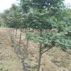 專業(yè)供應(yīng) 日本紅楓 耐寒紅楓工程綠化樹 喬木樹 叢生紅楓