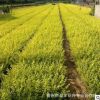 現(xiàn)貨直銷 金葉女貞小苗 綠化苗木 規(guī)格齊全 大型室內(nèi)盆栽花卉