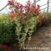 工程綠化苗木花卉 紅王子錦帶 苗木基地直銷 花卉批發(fā)小盆栽批發(fā)