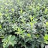 批發(fā)庭院爬藤植物扶芳藤 大葉扶芳藤 苗木基地