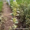 批發(fā)工程綠化苗金邊黃楊 綠化苗木金邊黃楊苗 規(guī)格齊全