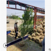 木槿 冠幅30-200公分 盆栽 地栽苗 灌木 庭院 公園 紅花 蕭山苗