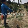 紅葉石楠籬笆苗  四季常青 庭院 綠化 苗木 苗圃
