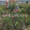 紅葉石楠籬笆苗 高度70-200公分 園藝 庭院 花鏡 品種 規(guī)格 齊全