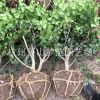 無齒枸骨球 30-250公分都有 土球好 冠幅好 精品球 園林 綠化苗