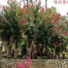 紫薇精品大樹(shù)