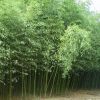 基地批發優質毛竹 工程綠化苗楠竹 毛竹苗 毛竹小苗品種齊全