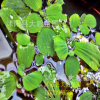 水芙蓉苗 夏季直銷 優質水生植物 水生花卉 清潔河流 盆栽花卉