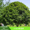 廠家批發桂花樹 15桂花樹樹苗 園林景觀 濕地綠化 樹苗熱賣推薦