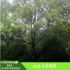 廠家批發香樟樹苗 香樟樹樹苗專供 護坡綠化 濕地綠化香樟樹