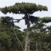 優(yōu)質景松供應 景松樹 油松苗圃直銷 基地供應 價格合理