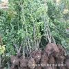 1.5米以上北海道黃楊 直銷 質優(yōu)價廉 價格合理 直銷大葉黃楊