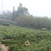 華山松移栽種植需要事項 榕澤合作社專業(yè)供應華山松價格實惠