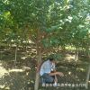 常年供應工程綠化苗 櫻花小苗 3-5年櫻花樹土球發(fā)貨 吊車裝車