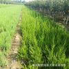1-2年龍柏大量供應 常綠型龍柏價格實惠 帶土球發(fā)貨