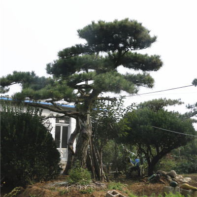 山東基地供應(yīng)美觀造型松 泰山景松 迎客松樹移栽種植 價格優(yōu)質(zhì)