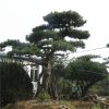 山東基地供應美觀造型松 泰山景松 迎客松樹移栽種植 價格優(yōu)質