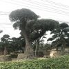 千年歐洲橄欖樹 精品 別墅專用 進口園林 西班牙 羅漢松 黑松