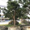 精品日本茶梅 批發球型茶梅 求購造型茶梅 別墅高檔樹 柱形茶梅