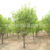 木瓜基地供 優(yōu)質(zhì)綠化小苗 藥用木瓜小苗 香木瓜小苗 木瓜樹苗