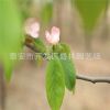 基地直銷優(yōu)質(zhì) 木瓜樹 規(guī)格齊全 貨源充足 量大優(yōu)惠