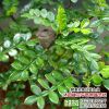 批發(fā)工程綠化苗 花椒樹苗 盆栽庭院 園林綠化 行道樹 規(guī)格全