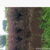 基地熱銷優質紫葉榆葉梅 高桿紅葉榆葉梅 各種規格 量大從優