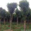 供應大葉女貞小苗 高桿女貞 大葉女貞 批發(fā)樹苗