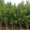 大量供應石榴花石榴苗各種規格齊全 量大優惠