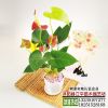 批發綠植物小盆栽 粉掌 紅掌 辦公室植物 室內辦公桌盆栽花