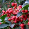 花椒苗/花椒苗什么價(jià)錢/陜西花椒苗基地
