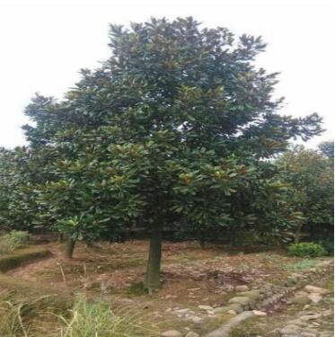 苗圃直供玉蘭樹各種規格玉蘭樹工程綠化苗木廣玉蘭批發