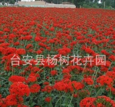 全國大量供應耐寒宿根花卉多年生草本花卉剪秋蘿適合花海工程綠化