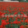 全國大量供應耐寒宿根花卉多年生草本花卉剪秋蘿適合花海工程綠化