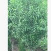 工程綠化樹 庭院綠化 龍珠碧桃樹苗 規格全 5公分龍珠碧桃樹