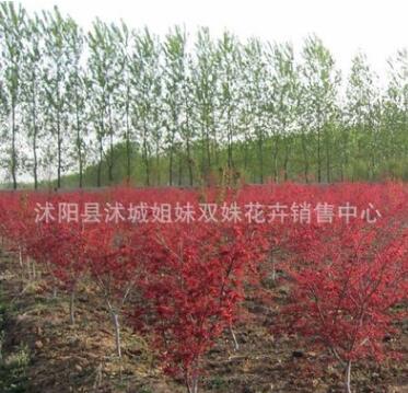 直銷批發紅楓小苗 嫁接小苗 日本紅楓 保證品種