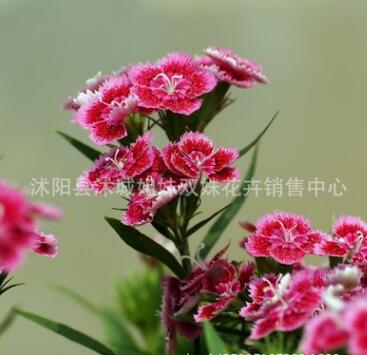 批發觀花石竹花盆栽 五彩石竹花盆栽，地被草花，家庭陽臺種植