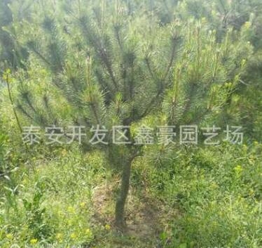 現(xiàn)貨出售1米油松樹苗 規(guī)格齊全價(jià)格低廉 1米以上油松樹苗價(jià)格