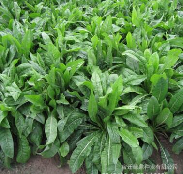 菊苣凈籽 優質新采牧草種子 發芽率高 菊苣種子 包衣 品種全
