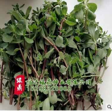 供應(yīng)優(yōu)質(zhì)草花大花馬齒莧種籽 觀花綠化花卉