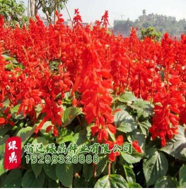 一串紅盆栽花草種子批發(fā) 矮串紅花種子 春秋四季播易種花卉種子